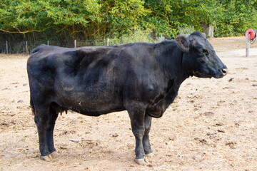 rebalho de gado, vacas no pasto