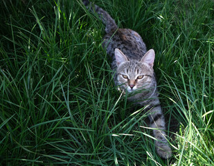 cat sneaks in green grass