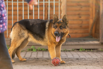 Beautiful german shepherd dog outdoor