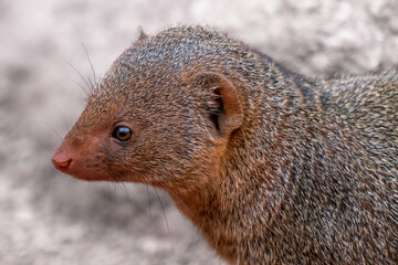 Cute common dwarf mongoose, Helogale parvula, on a sandy ground. Mongoose species native to Angola,...