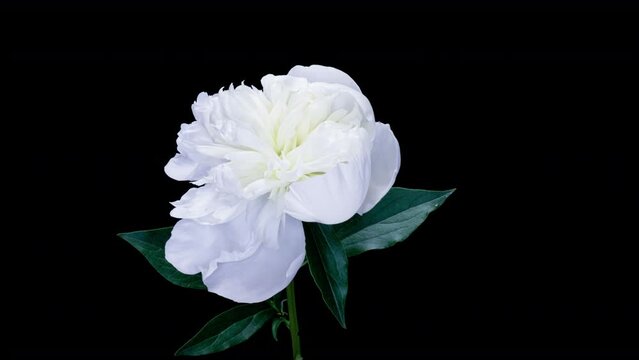 A beautiful white peony bloomed on a black background. Blooming peony flower open. Wedding background, Valentine's day concept. Timelapse video 4K UHD.