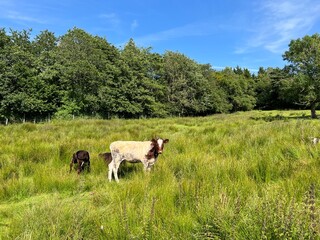 Cows and their calves, in a pasture with long grass, near a forest edge in, Marsden, Huddersfield, UK
