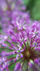 Macro photography of a purple flower in the garden.