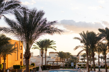 Obraz premium Palm trees in Egypt against blue sky