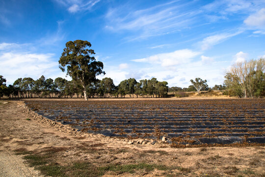 Planta&ccedil;&atilde;o de morangos em Adelaide Australia