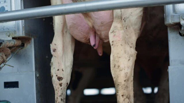 Farmer putting milking pump device on udder cow standing cowshed close up.