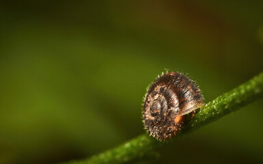 Small land snail (Hygromiidae) on a green stalk