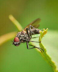 Small fly on green leaf from Anthomyiidae family