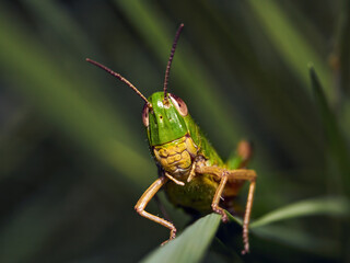 Green grasshoppers (caelifera) between the green grass
