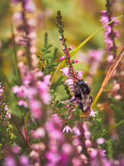 Bombus rupestris (cuckoo bumblebee) between between the purple heather