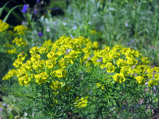 Cypress spurge (Euphorbia cyparissias).Cypress spurge flowers