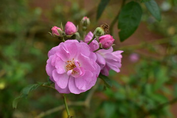 Pink Flower in close up