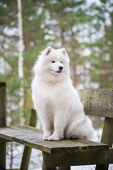 White fluffy Samoyed is walking in the forest, Balta kapa in Baltic, Latvia
