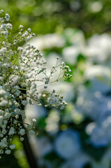 Gypsophila flowers in the foreground with bokeh