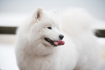 White fluffy Samoyed is walking in the forest, Balta kapa in Baltic, Latvia