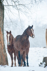 Quarter Horses in snowy field
