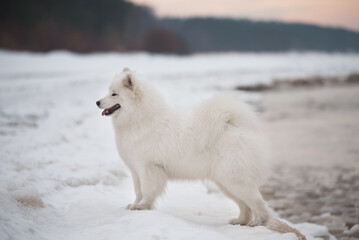 Fototapeta premium White Samoyed white dog is on snow beach in Latvia