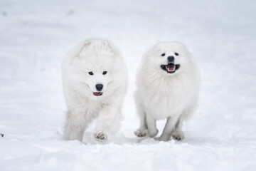 Two Samoyed white dogs is playing in the winter forest