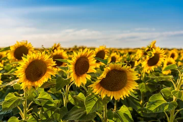 Rolgordijnen field of sunflowers © petertakacs