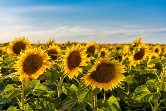 field of sunflowers © petertakacs