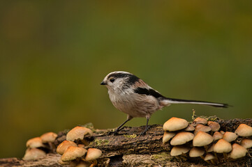 Long-tailed tit on a branch between the mushrooms