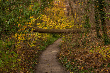 Fallen tree blocks the way in the forest