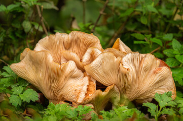Big mushrooms in the forest