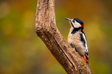 Great spotted woodpecker on a branch