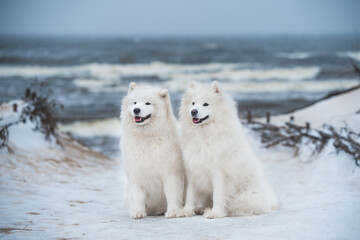 Two Samoyed white dogs are on snow sea beach in Latvia