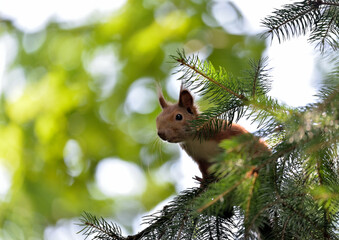 Red squirrel (Sciulus Vulgaris) at the branch close up.