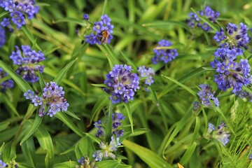 Gentiana cruciata. Blue flowers of star gentiana, cross gentiana.
