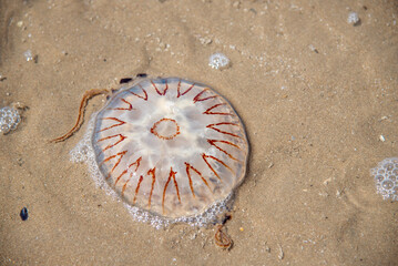 Jellyfish on beach Talacre in Wales 2022.