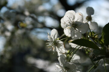 Blooming cherry blossoms in an orchard on a sunny day and with blurry yellow flowers.
