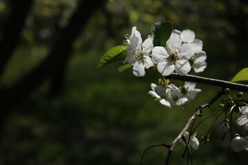 Blooming cherry blossoms in an orchard on a sunny day and with blurry yellow flowers.