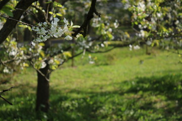 Fototapeta premium Blooming cherry blossoms in an orchard on a sunny day and with blurry yellow flowers.