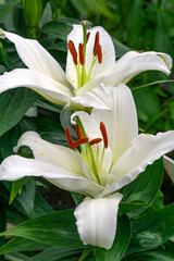 Flowers of a white lily on a flower bed in a summer garden.
