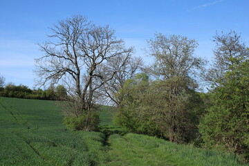 The valley is covered with grasses and trees with a flowing stream.