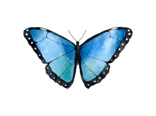 Watercolor Blue Butterfly top view illustration. Isolated on white background. Watercolour insect.