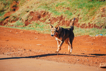 A dog in Africa, a free-roaming dog in downtown Eldoret. Kenya, Africa