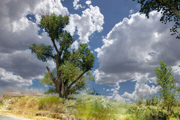 Obraz premium Scenic Tree In Bishop, Ca.