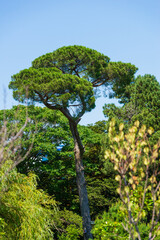 Italian stone pine (Pinus pinea) in the park