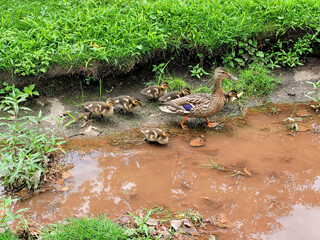 Mother duck and ducklings walking and swimming in a muddy stream.