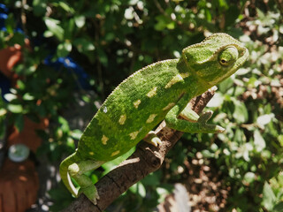 A sneaky chameleon on a stick looking backwards