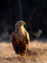 Eagle in the morning light