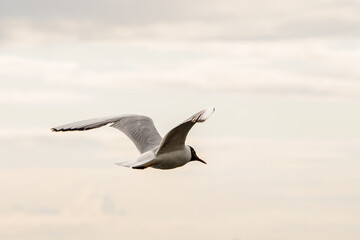 beautiful close-up of white seagull with colored head soaring in the air