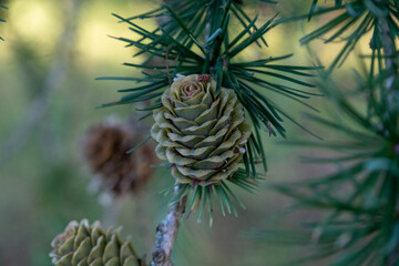 Pine cones on branches. Brown pine cone of pine tree. Growing cones close up. Larch cones growing in row on branch with needles.