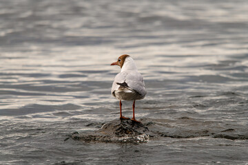 Rear view of black-headed gull in natural habitat.