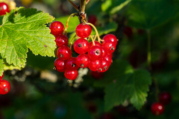 A bunch of fresh, juicy, healthy red currants. Fruits for vegetarian food.