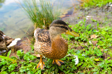a wild duck mallard came out of the water on the shore