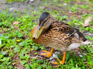a wild duck mallard stands on the ground